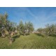 Properties for Sale_This farmhouse for sale in the Marche used as a farmhouse located in a beautiful area of Santa Vittoria in Matenano, Province of Fermo in the Marche region (Italy) in Le Marche_30